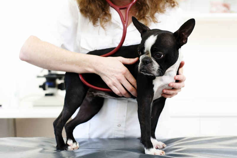 EKG hund