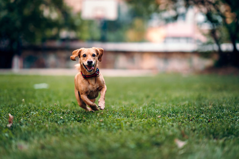 EKG hund