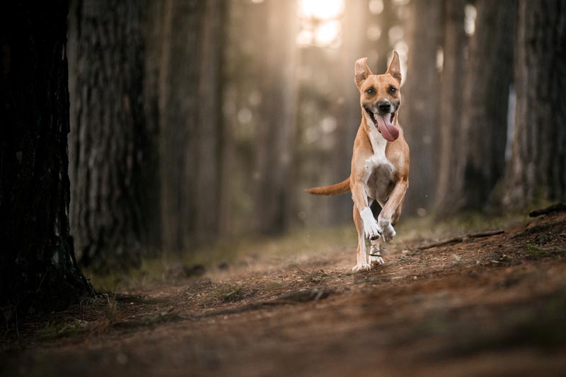 Kastrering av - Sørum og Fet Veterinærkontor